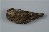 藏品(小水鴨)的圖片